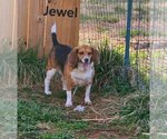 Small Photo #9 Beagle-Unknown Mix Puppy For Sale in Rustburg, VA, USA