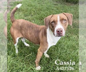 Mutt Dogs for adoption in Conroe, TX, USA