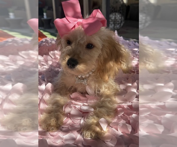 Medium Photo #2 Goldendoodle mix (+ Poodle Miniature) Puppy For Sale in MENIFEE, CA, USA