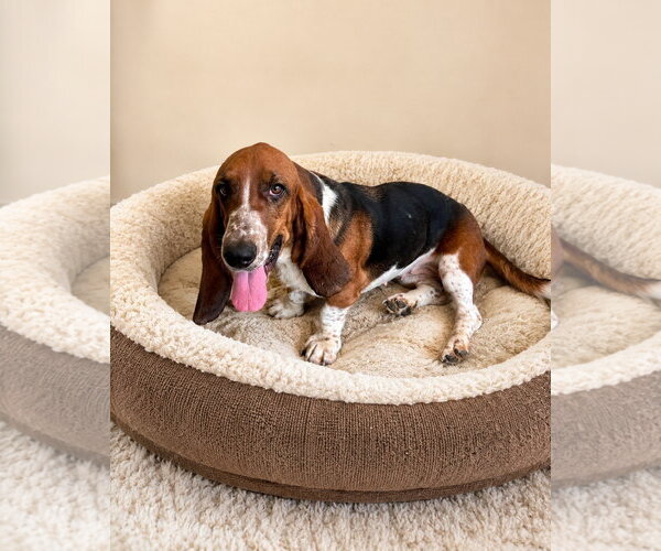 Medium Photo #1 Basset Hound Puppy For Sale in Ball Ground, GA, USA