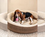 Small Basset Hound