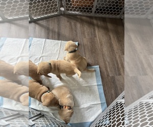 Labrador Retriever Puppy for sale in DEKALB, IL, USA