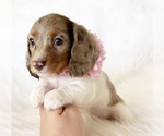 Small #4 Dachshund