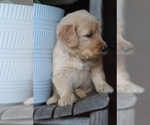Small Photo #5 Goldendoodle Puppy For Sale in AIKEN, SC, USA