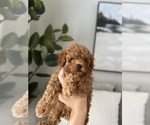 Small #4 Poodle (Toy)
