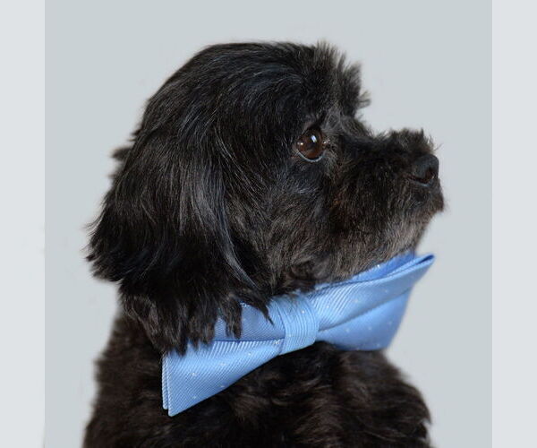 Medium Photo #5 Maltese-Poodle (Toy) Mix Puppy For Sale in Gretna, NE, USA