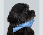 Small #4 Maltese-Poodle (Toy) Mix