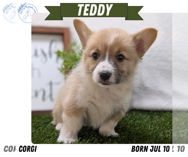 Medium Photo #10 Pembroke Welsh Corgi Puppy For Sale in GOSHEN, IN, USA