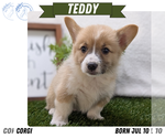 Small #9 Pembroke Welsh Corgi