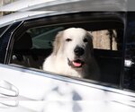 Small #24 Great Pyrenees