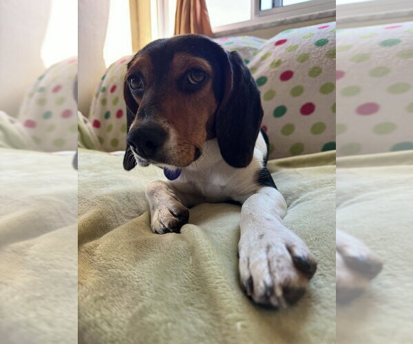 Medium Photo #1 Beagle-Unknown Mix Puppy For Sale in Springdale, PA, USA