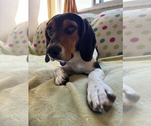 Beagle-Unknown Mix Dogs for adoption in Springdale, PA, USA