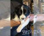 Puppy Bear Border Collie