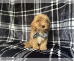 Small #3 Cavapoo