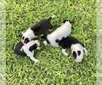 Small Photo #2 Boston Terrier Puppy For Sale in CONVERSE, TX, USA