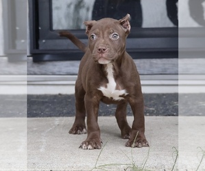 American Bully Puppy for sale in CHAMPAIGN, IL, USA