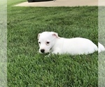 Small Photo #7 Jack Russell Terrier Puppy For Sale in APPLE CREEK, OH, USA