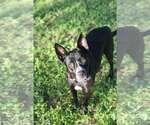Small #4 German Shepherd Dog Mix
