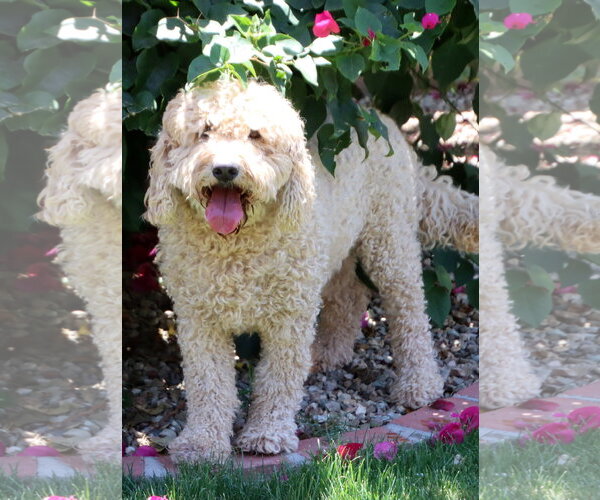 Medium Photo #1 Goldendoodle (Miniature) Puppy For Sale in Glendale , AZ, USA