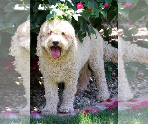Goldendoodle (Miniature) Dogs for adoption in Glendale , AZ, USA