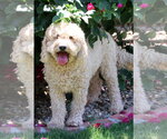 Small Goldendoodle (Miniature)