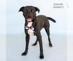 Small #1 Labrador Retriever