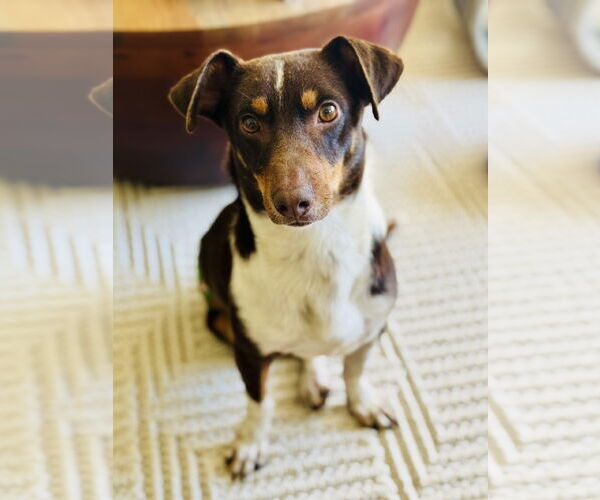 Medium Photo #1 Dachshund-Unknown Mix Puppy For Sale in Sandy, UT, USA