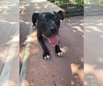 Small American Pit Bull Terrier-Staffordshire Bull Terrier Mix
