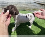 Small #24 German Shorthaired Pointer