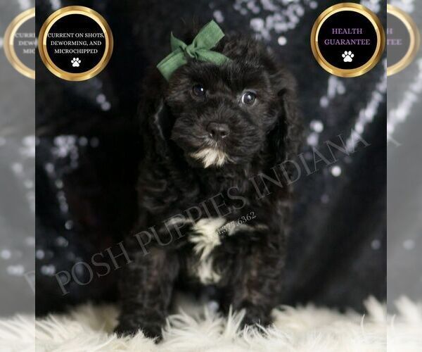 Medium Photo #97 Cavapoo Puppy For Sale in WARSAW, IN, USA
