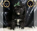Puppy Riddle Cavapoo