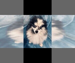 Pomeranian Dogs for adoption in Sanford, FL, USA