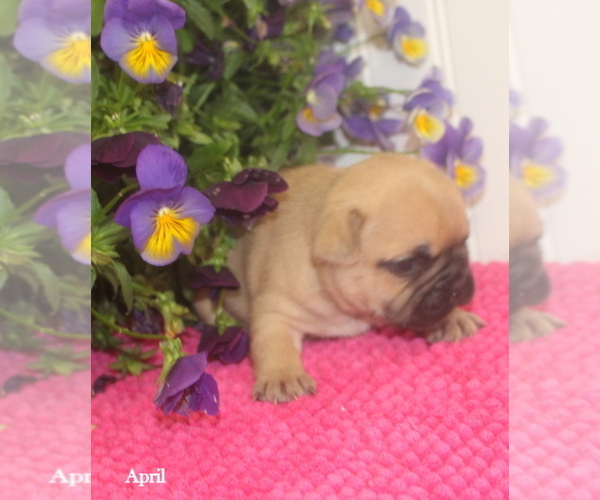 Medium Photo #3 French Bulldog Puppy For Sale in COLONIAL BCH, VA, USA