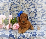 Small Photo #6 Goldendoodle Puppy For Sale in CHRISTIANA, PA, USA