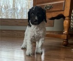 Small Photo #1 Poodle (Standard) Puppy For Sale in PRIOR LAKE, MN, USA