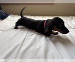 Puppy Black and Tan G Dachshund
