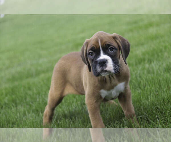 Medium Photo #9 Boxer Puppy For Sale in SHIPSHEWANA, IN, USA