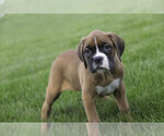Small #8 Boxer