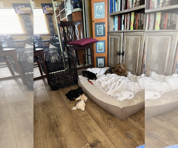 Medium Photo #4 Yorkshire Terrier Puppy For Sale in PALMDALE, CA, USA