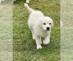 Small Photo #7 Great Pyrenees Puppy For Sale in AGRA, OK, USA