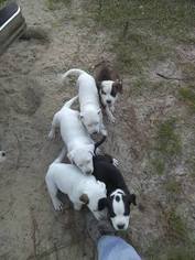 American Bulldog Puppy for sale in CRYSTAL RIVER, FL, USA