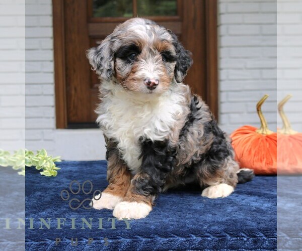 Medium Photo #2 Bernedoodle (Miniature) Puppy For Sale in NARVON, PA, USA