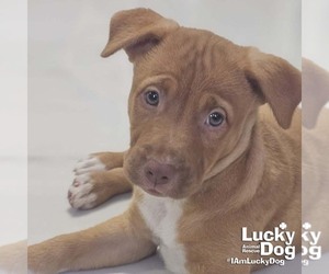 Labrador Retriever-Unknown Mix Dogs for adoption in Washington, DC, USA