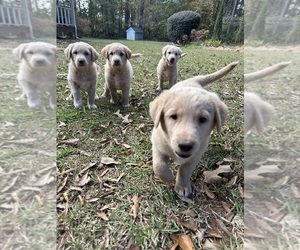Golden Labrador Puppy for sale in NEWNAN, GA, USA