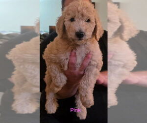 Goldendoodle (Miniature) Puppy for sale in BATTLE GROUND, WA, USA