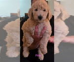 Image preview for Ad Listing. Nickname: Pink collar Gir