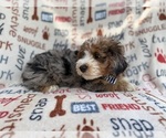 Small #2 Aussiedoodle Miniature 