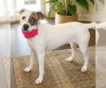 Small #1 Boxerdoodle (Miniature)