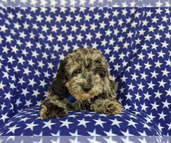 Medium Photo #6 Cock-A-Poo-Poodle (Miniature) Mix Puppy For Sale in LINCOLN UNIVERSITY, PA, USA