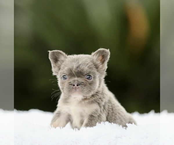 Medium Photo #1 French Bulldog Puppy For Sale in STUDIO CITY, CA, USA
